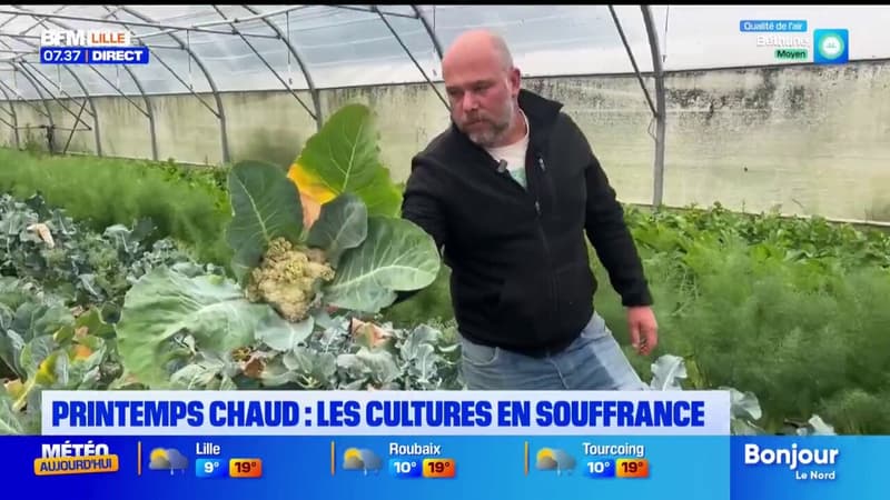 Les conséquences du printemps chaud sur les cultures