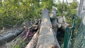 En conséquence des travaux porte de Montreuil, 76 arbres ont été abbatus le mois dernier dans ce quartier de Paris.