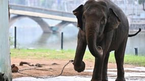 Une éléphante enchaînée dans un enclos du zoo d'Hanoï, le 16 août 2023 au Vietnam.