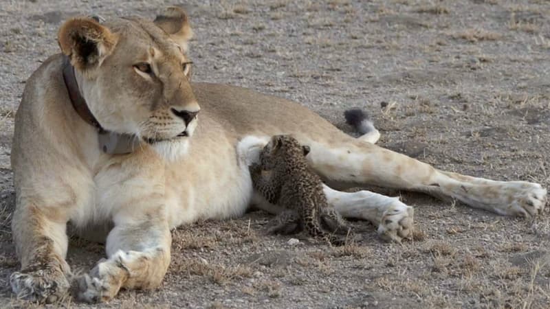 Une lionne a été aperçue en train de nourrir un bébé léopard, une première. 
