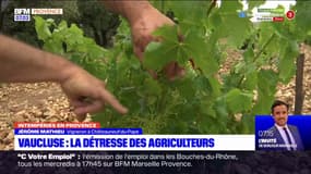 Intempéries: la détresse d'un vigneron, qui a perdu 22% de sa récolte