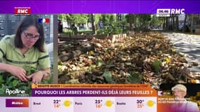 Déjà des feuilles mortes ? A cause de "la chaleur et la sécheresse"