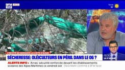 Alpes-Maritimes: les oléiculteurs frappés par la sécheresse 