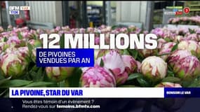 La pivoine, star du Var