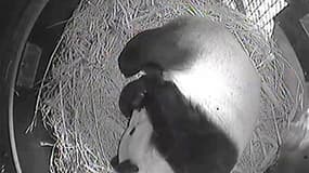 Bai Yun, un panda géant femelle prêté par la Chine au zoo de San Diego, a donné naissance dimanche à un sixième bébé. Depuis 1999, Bai Yun, âgée de 20 ans, a donné naissance à trois pandas femelles et deux pandas mâles. /Image TV du 29 juillet 2012/REUTER