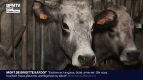 Dermatose nodulaire: alors que 50% des bovins ont été vaccinés, les éleveurs restent inquiets