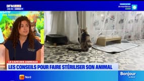 Le Café des Animaux: les conseils pour faire stériliser son animal