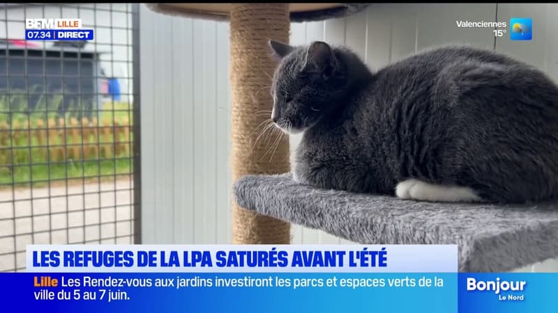 Les refuges de la LPA déjà saturés avant l'été