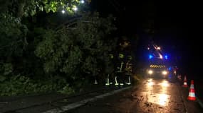 La tempête Kirk a causé des chutes d'arbres dans le Rhône