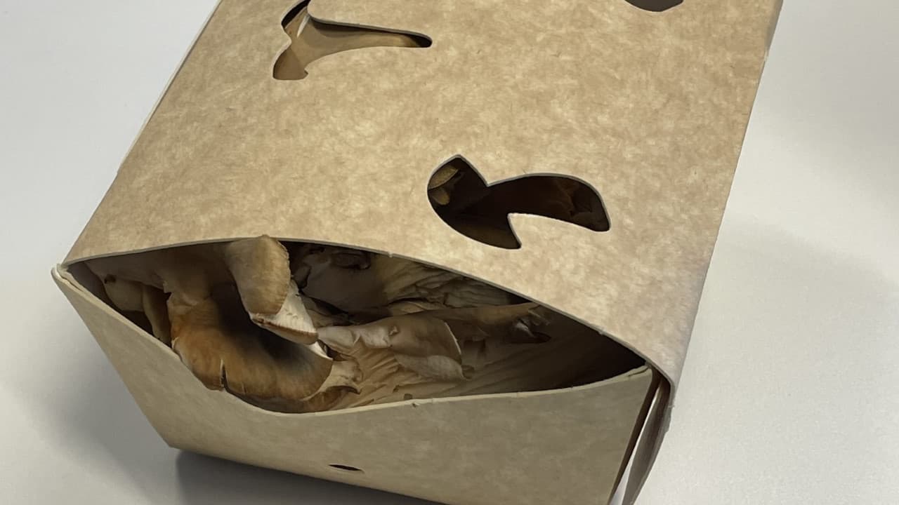 Des champignons dans une boîte en carton Des champignons dans une boîte en carton