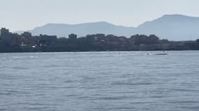 Marseille: deux baleines aperçues dans la rade