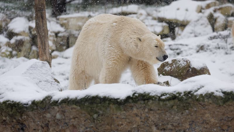 Un ours sous la neige au parc Pairi Daiza, en Belgique, le 17 janvier 2024