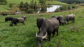 Si les bufflonnes produisent trois fois moins qu'une vache standard, leur lait a l'énorme avantage d'être l'un des plus chers.