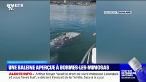 Une baleine grise aperçue pour la première fois en Méditerranée française