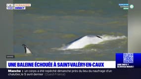 Seine-Maritime: une baleine meurt sur la plage de Saint-Valery-en-Caux