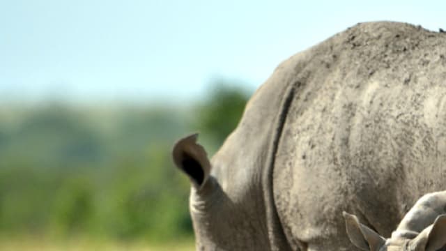 Rhinocéros au Kenya. (Illustration)