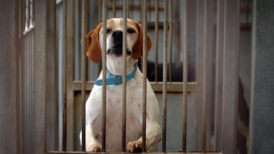 Un chien dans un refuge de la SPA à Gennevilliers, en 2007. (PHOTO D'ILLUSTRATION)