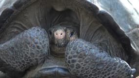 Une tortue géante découverte aux Galapagos appartient à une espèce déclarée éteinte.