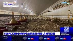 Manche: suspicion de grippe aviaire dans un élevage du département