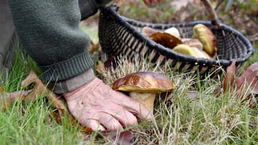 Cueillette de champignons (illustration)