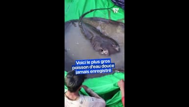 Une raie géante de 300kg pêchée au Cambodge, le plus grand poisson d'eau douce jamais enregistré