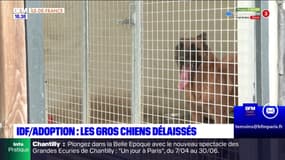 Île-de-France: les gros chien délaissés à l'adoption