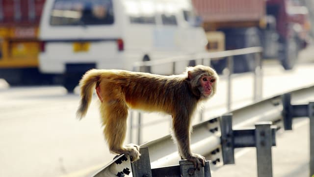Inde Un Bebe Meurt Apres Avoir Ete Kidnappe Par Un Singe Inde Un Bebe Meurt Apres Avoir Ete Kidnappe Par Un Singe