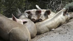 Des cochons proches d'une route à Bastelica en Corse le 12 mai 2020