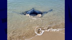 L'animal a été retrouvé sur une plage des Saintes-Maries-de-la-Mer