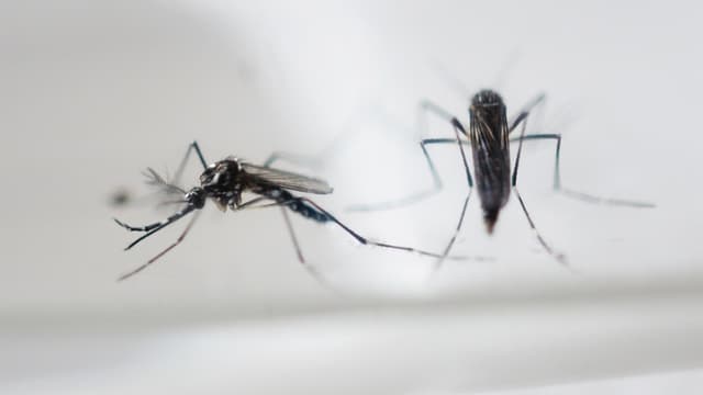 JO 2016 : 150 experts demandent un report à cause du virus Zika