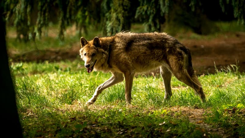 Un loup marche dans une forêt. 