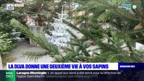 Alpes-de-Haute-Provence: c'est parti pour le recyclage des sapins