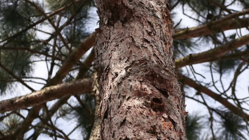Nématode: ce ver microscopique ravageur menace les forêts de pins de cette région de France