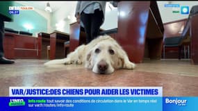 Tribunal de Toulon: les victimes peuvent être accompagnées par un chien lors du processus judiciaire