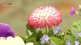 Fleurs bisannuelles: plantation, entretien et jardinières