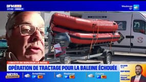 Calais: "une opération difficile" pour le tractage de la baleine échouée