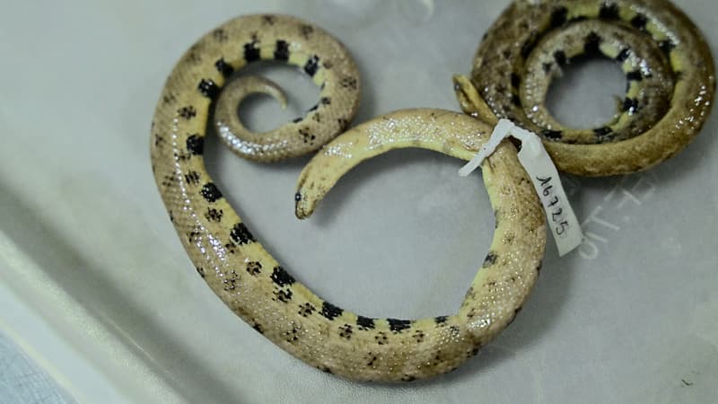 Une équipe de scientifiques a découvert une nouvelle espèce de boa nain en Amazonie équatorienne, le Tropidophis cacuangoae