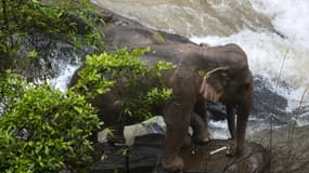 Les deux éléphants qui ont survécu après la chute mortelle de six pachydermes près de la cascade Haew Narok, située dans le nord-est de la Thaïlande.