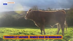 Terroirs et Saveurs : rendez-vous en Normandie