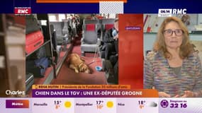 Chien dans le TGV : une ex-députée grogne