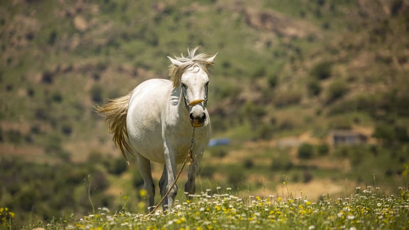 La police saisit les chevaux pour éviter qu'ils soient abattus: fouets et kalachnikov, une course de chevaux illégale scandalise l'Italie