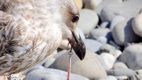 Dans les Alpes-Maritimes, des oiseaux sont blessés dans des zones où la pêche est interdite.