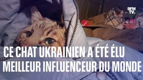 Le chat Stepan a été élu "meilleur influenceur du monde" après avoir fui l’Ukraine