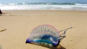 Une physalie sur le sable d'une plage. (photo d'illustration)