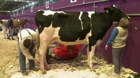 Les coiffeurs de vache au Salon de l'agriculture