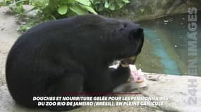 Douches et nourriture gelée pour les pensionnaires du zoo de Rio de Janeiro, en pleine canicule
