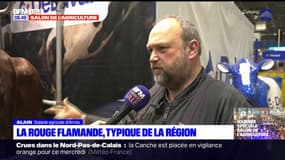 Salon de l'agriculture 2024: focus sur la race Rouge flamande, typique de la région