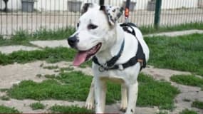 Un chien a été sauvé grâce à Facebook