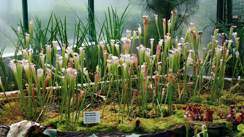 La plante carnivore "Sarrecenia", capable de piéger les frelons asiatiques. (Photo d'illustration)