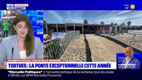 Planète Locale du lundi 4 septembre - Tortues : la ponte exceptionnelle cette année